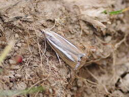 صورة Catoptria radiella Hübner (1810)