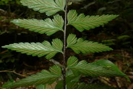 Imagem de Asplenium lobulatum Mett.