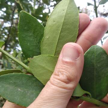 صورة Ilex discolor Hemsl.