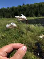 Image of slender cottongrass