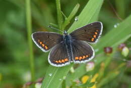 Image of brown argus