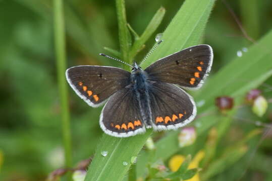 Image of brown argus