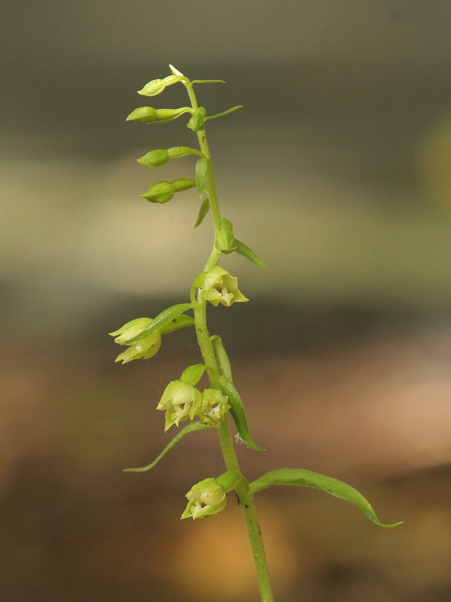 Image of Epipactis albensis Nováková & Rydlo