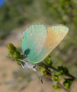 Image of Lotus Hairstreak