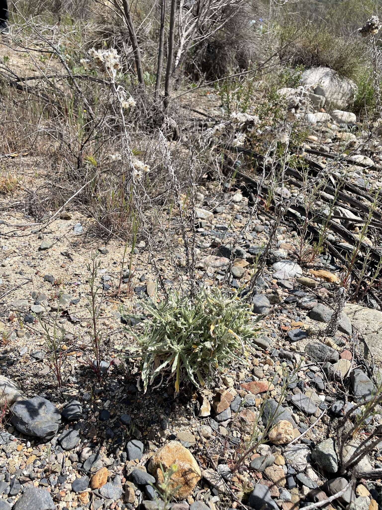 Слика од Pseudognaphalium leucocephalum (A. Gray) A. A. Anderberg