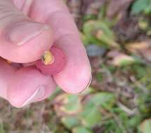 Imagem de Chalciporus rubinellus (Peck) Singer 1973