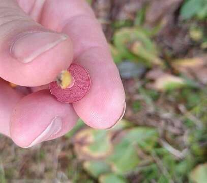 Imagem de Chalciporus rubinellus (Peck) Singer 1973