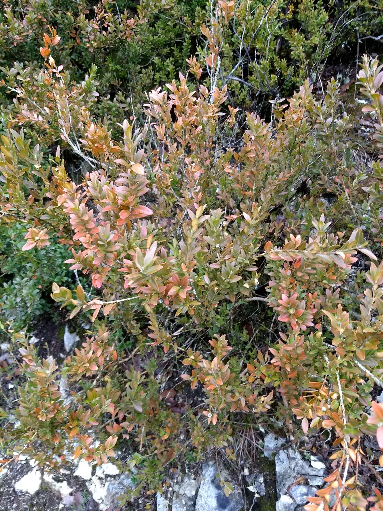 Sivun Buxus sempervirens L. kuva