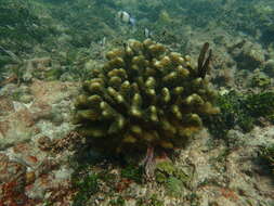 Sivun Pocillopora verrucosa (Ellis & Solander 1786) kuva