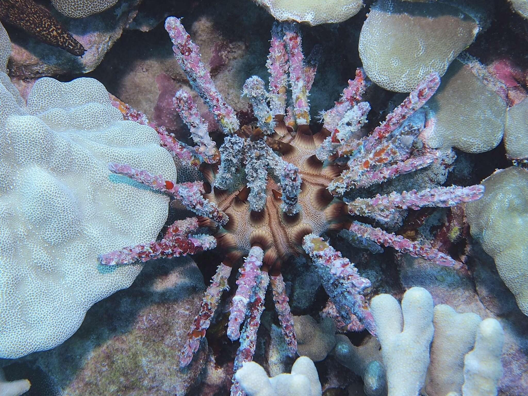 Image of blade-tipped tiara-urchin