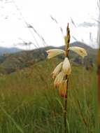 Sivun Watsonia watsonioides (Baker) Oberm. kuva