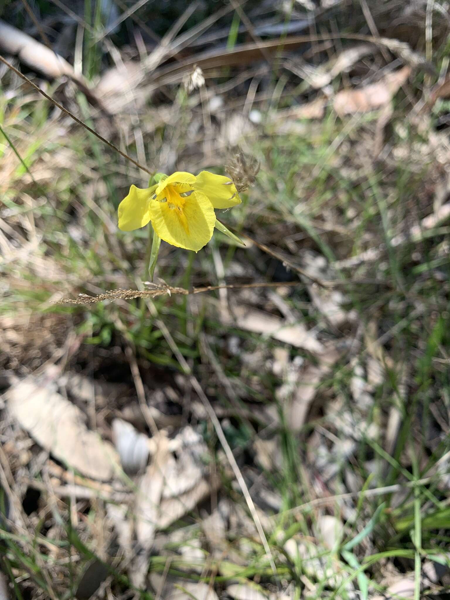 Plancia ëd Diuris behrii Schltdl.