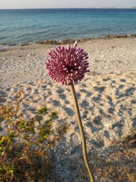 Image of Allium commutatum Guss.