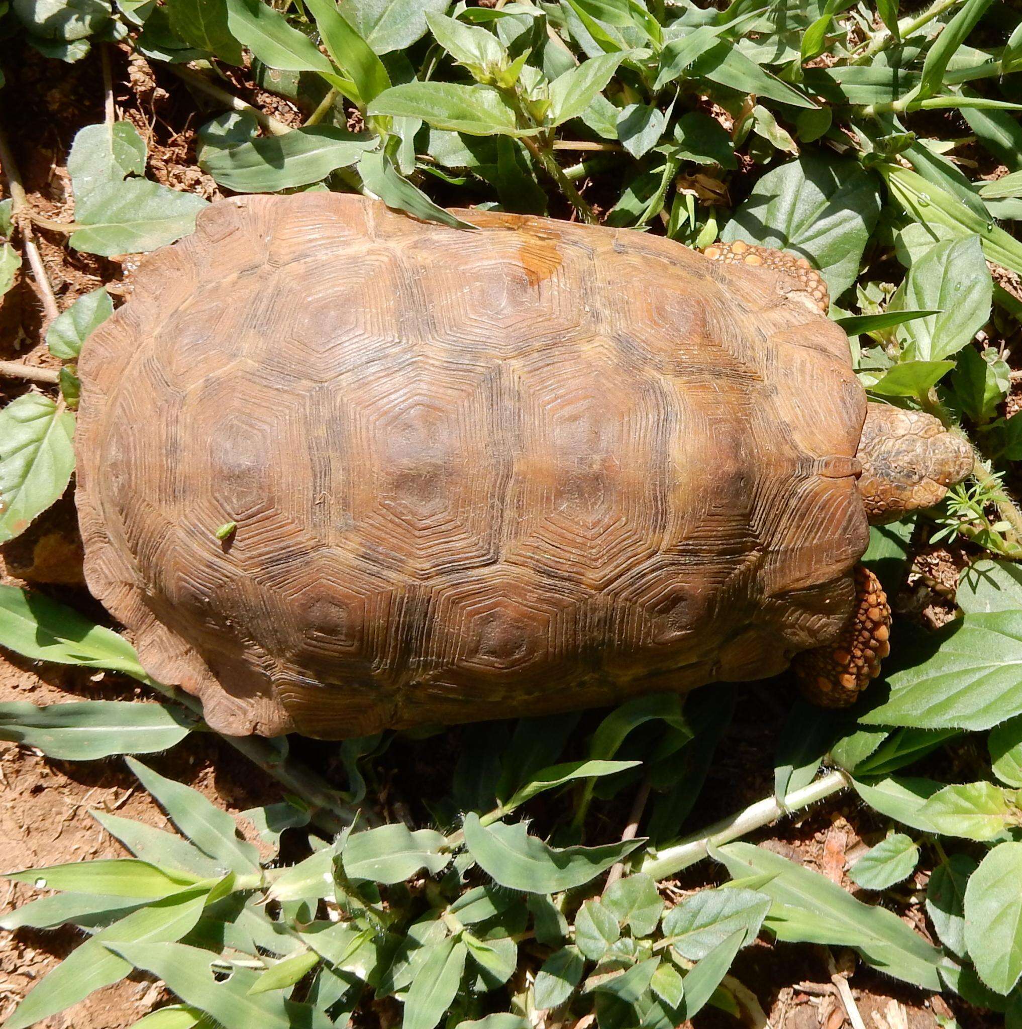 Image of Lobatse Hingeback Tortoise