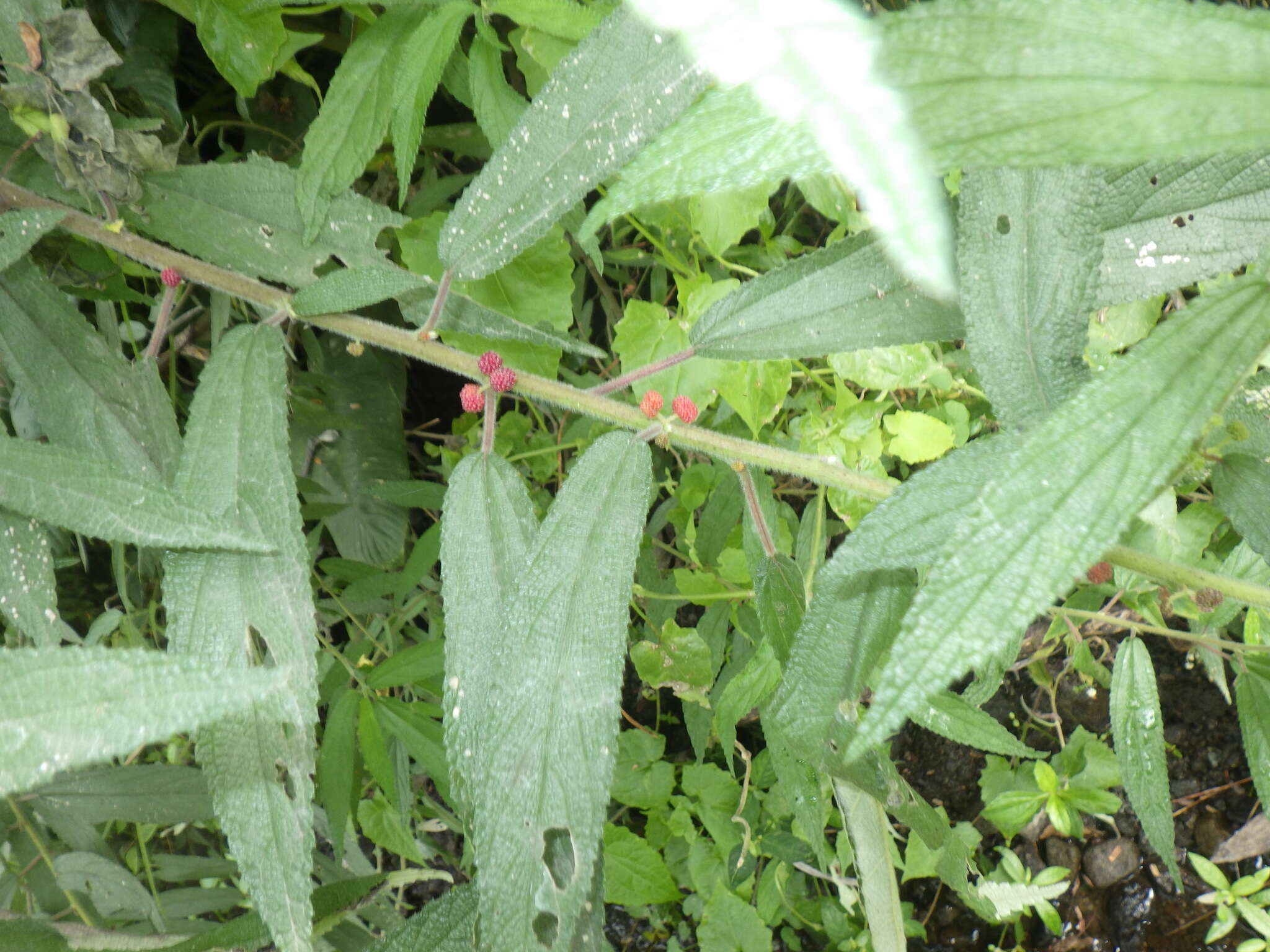 Imagem de Debregeasia longifolia (Burm. fil.) Wedd.