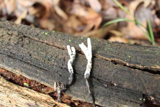 Image of Xylaria cornu-damae (Schwein.) Berk. 1873