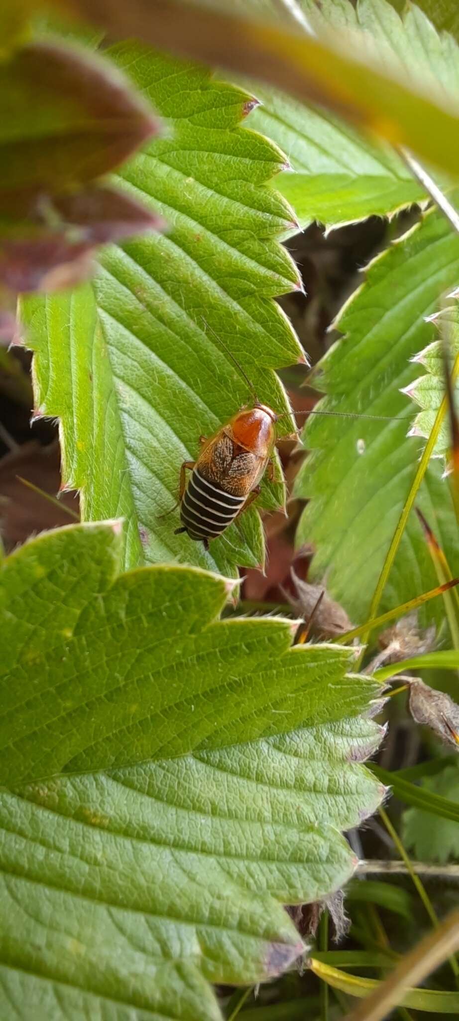 Phyllodromica (Phyllodromica) polita (Krauss 1888)的圖片