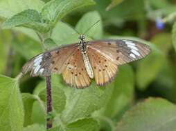 Image of Acraea encedon Linnaeus 1758