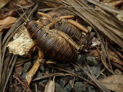 صورة Deinacrida rugosa Buller 1871