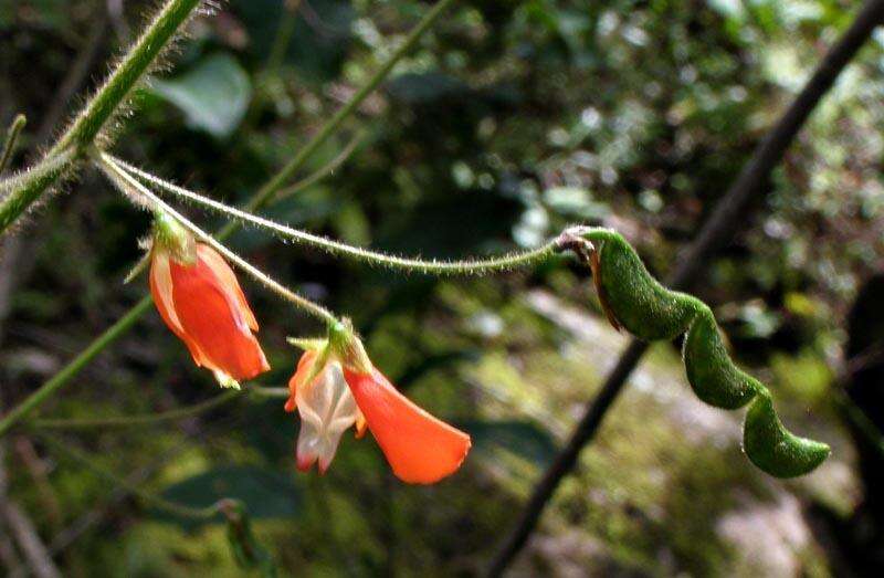 Hylodesmum repandum (Vahl) H. Ohashi & R. R. Mill的圖片