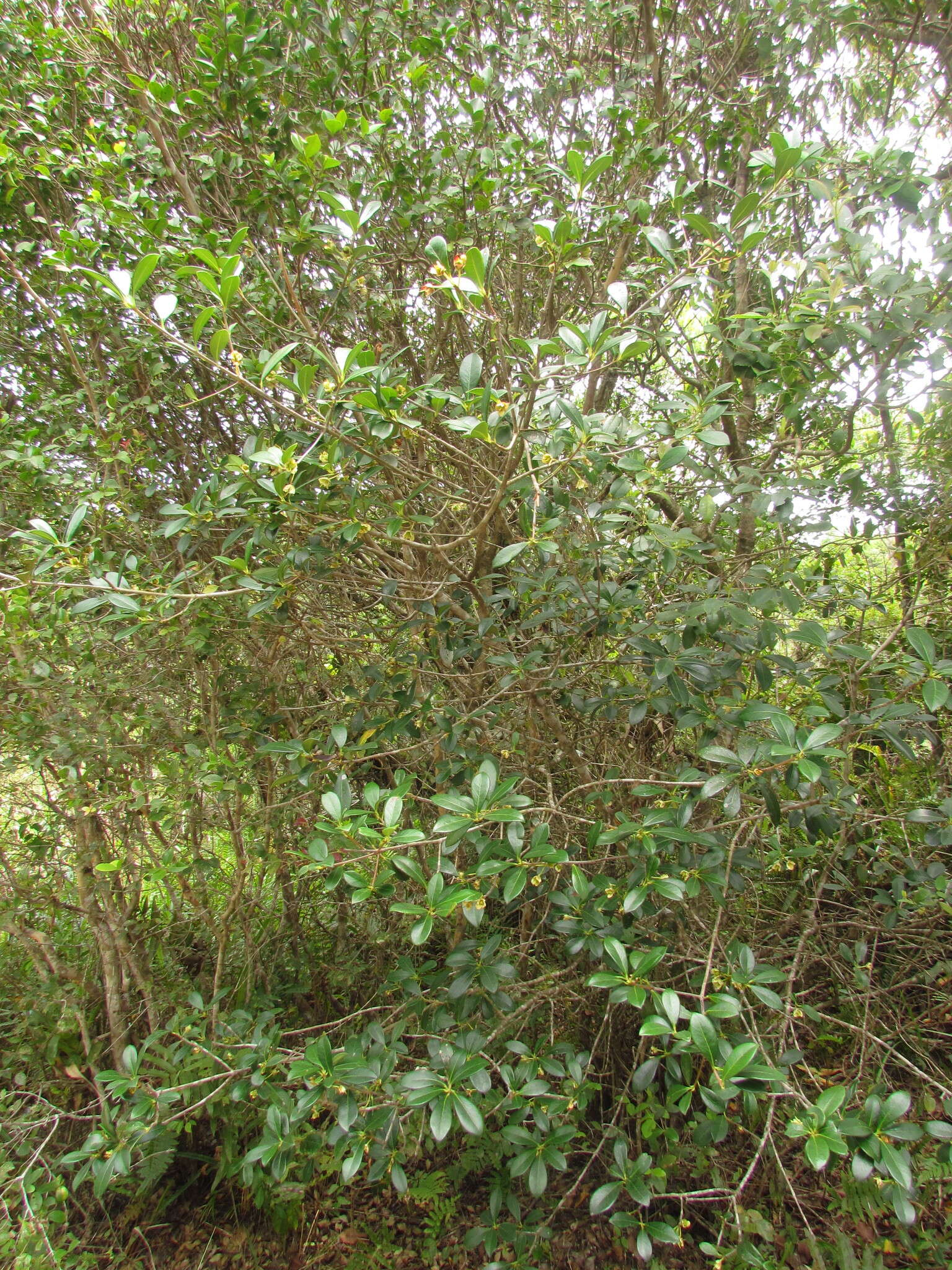 Image of Ternstroemia brasiliensis Cambess.