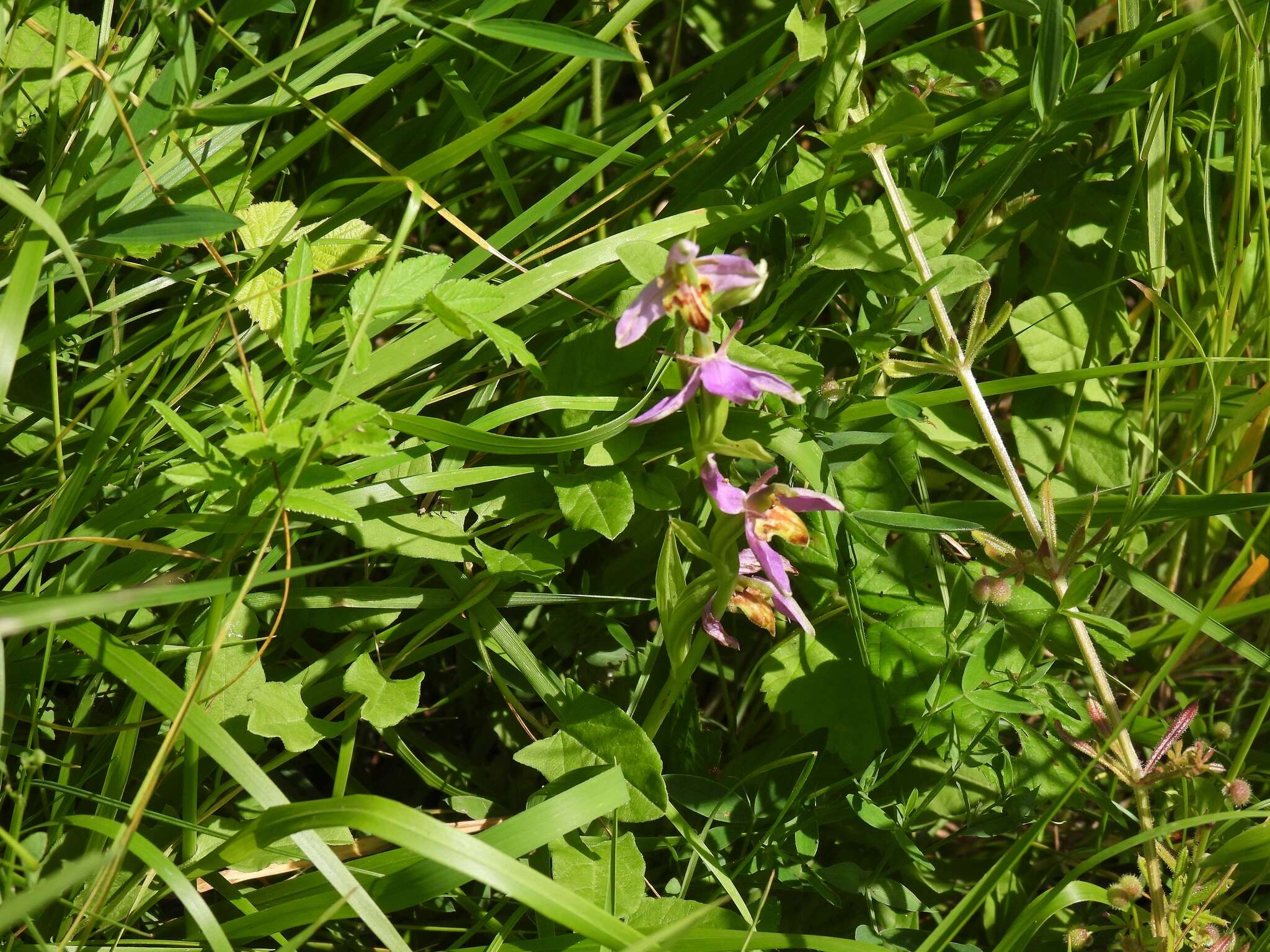 Image of Ophrys apifera var. trollii (Hegetschw.) Rchb. fil.