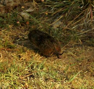 Image of southern pocket gopher