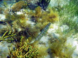 Image of Blue Rock Whiting