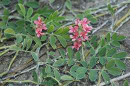 Image of Indigofera spicata var. spicata