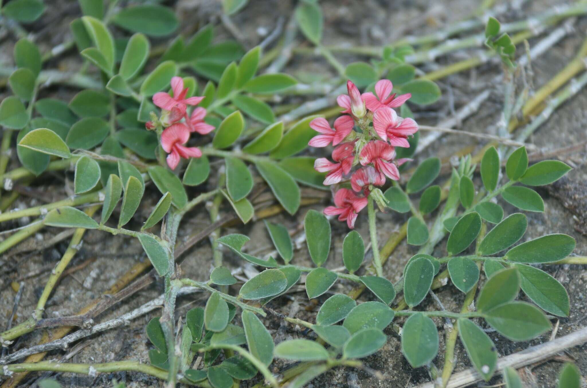 Indigofera spicata var. spicata resmi