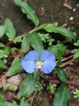 Image of Commelina paleata Hassk.