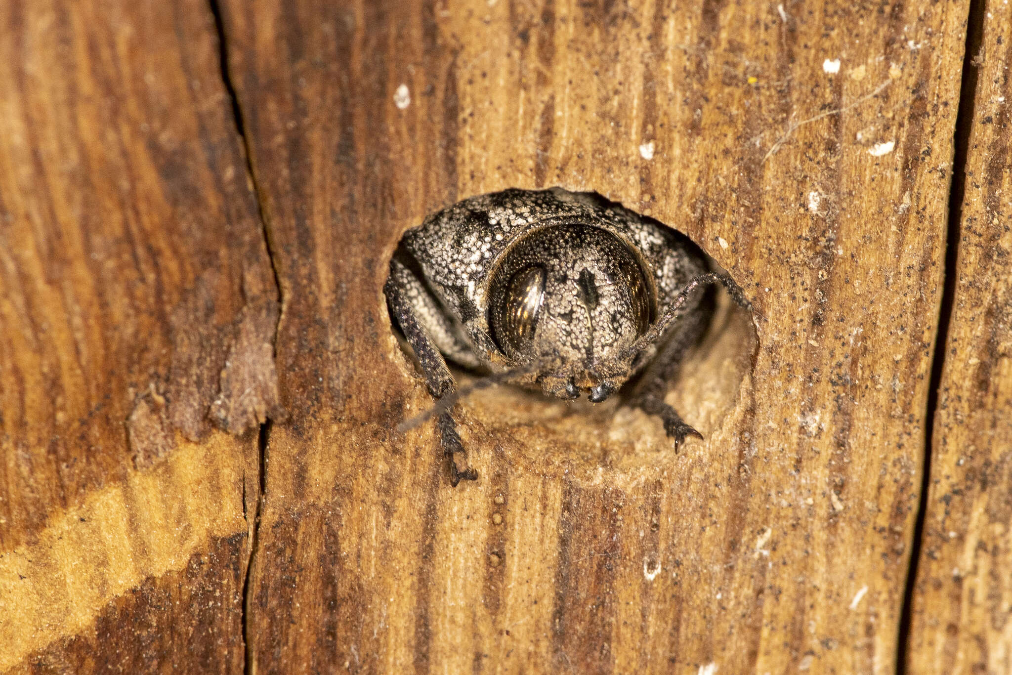 صورة Polycesta californica Le Conte 1857