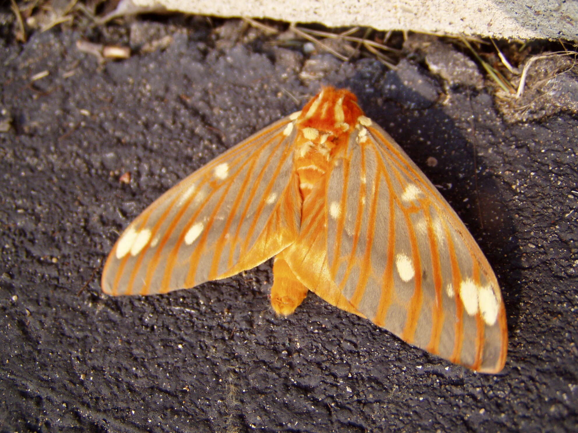 Image of Regal Moth