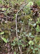 Image of buffalo clover