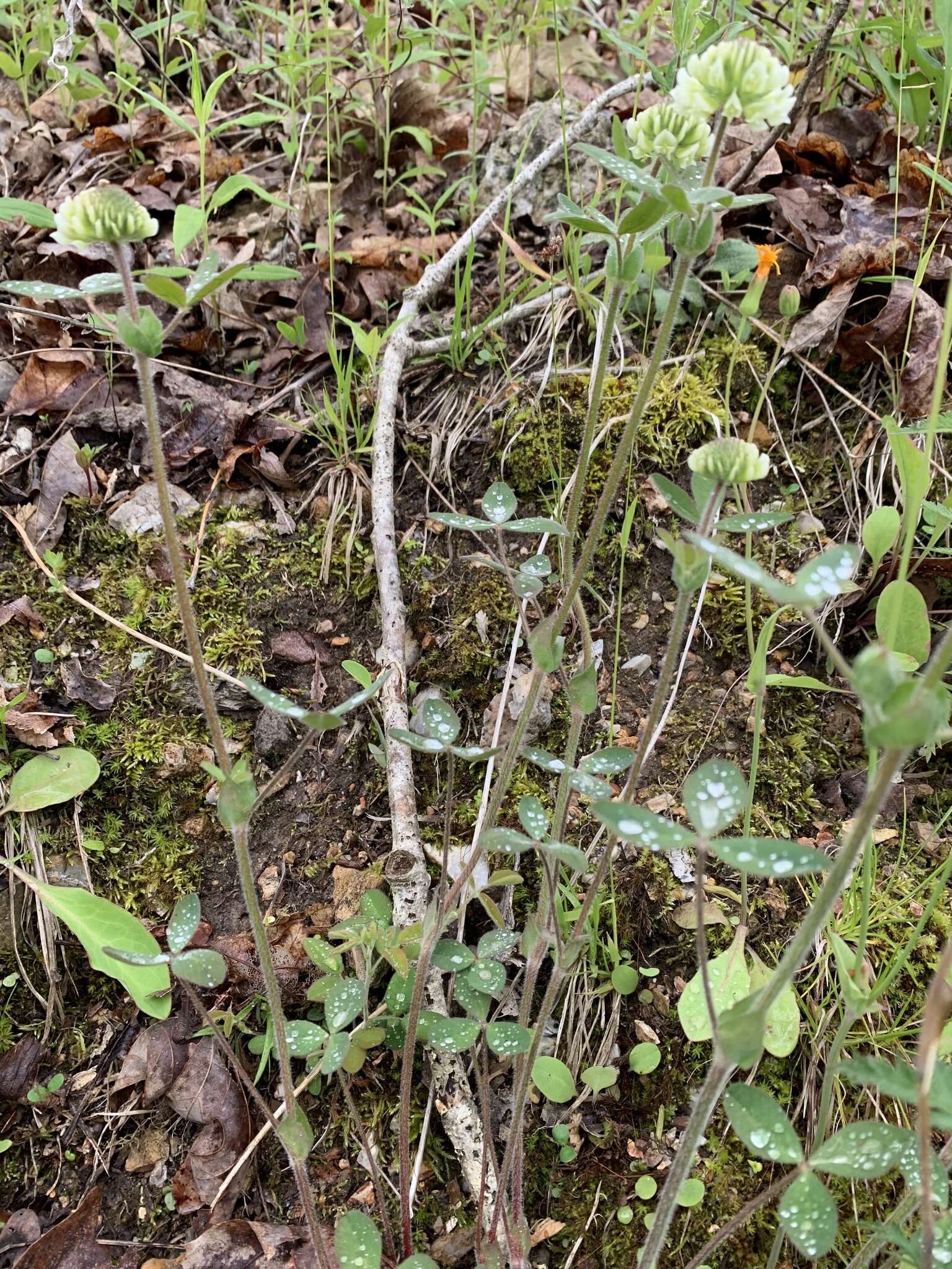 Sivun Trifolium reflexum L. kuva