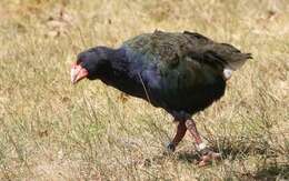 Image of South Island Takahe