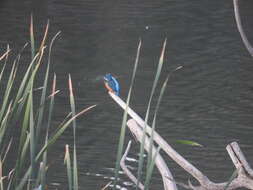 Image of Alcedo atthis ispida Linnaeus 1758