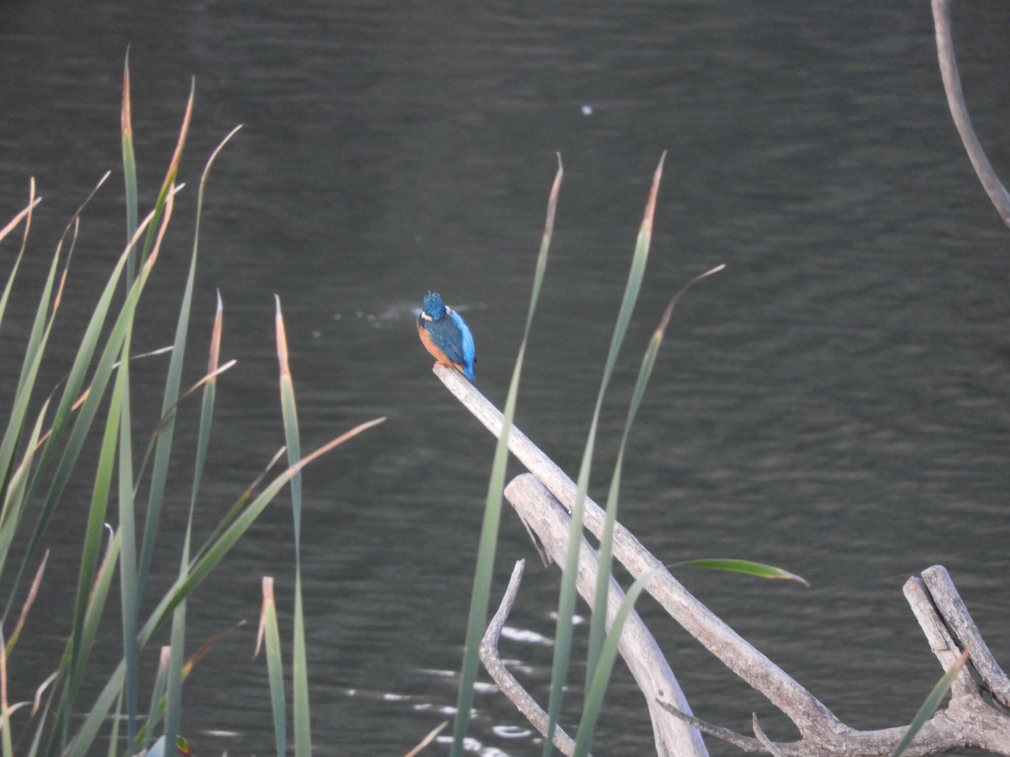 Image of Alcedo atthis ispida Linnaeus 1758