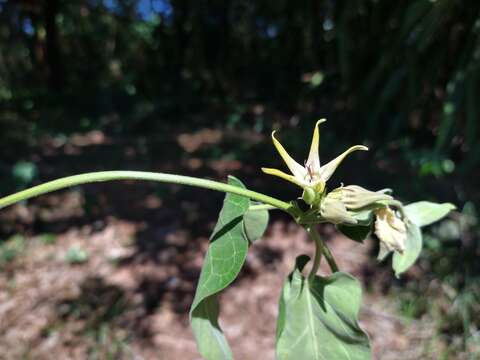 Image de Oxypetalum appendiculatum Mart.