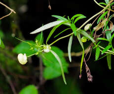 Image of Calceolaria hyssopifolia Kunth