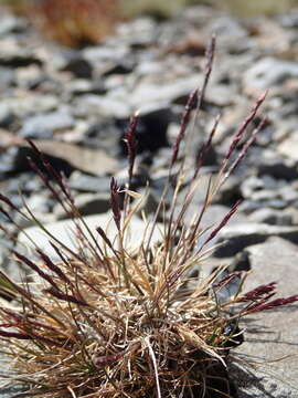 Image of Agrostis muelleriana Vickery