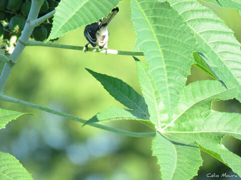 Image of Polioptila plumbea atricapilla (Swainson 1831)