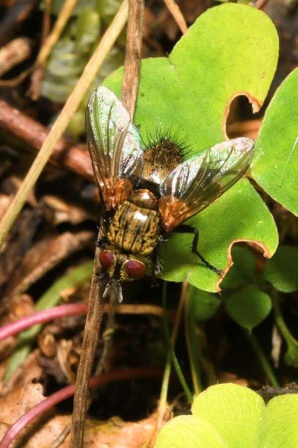 Allophorocera ferruginea (Meigen 1824)的圖片