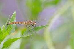 Sympetrum cordulegaster (Selys 1883) resmi