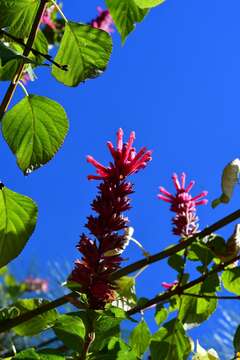 Image of Salvia wagneriana Pol.