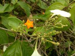 Image of White flag bush