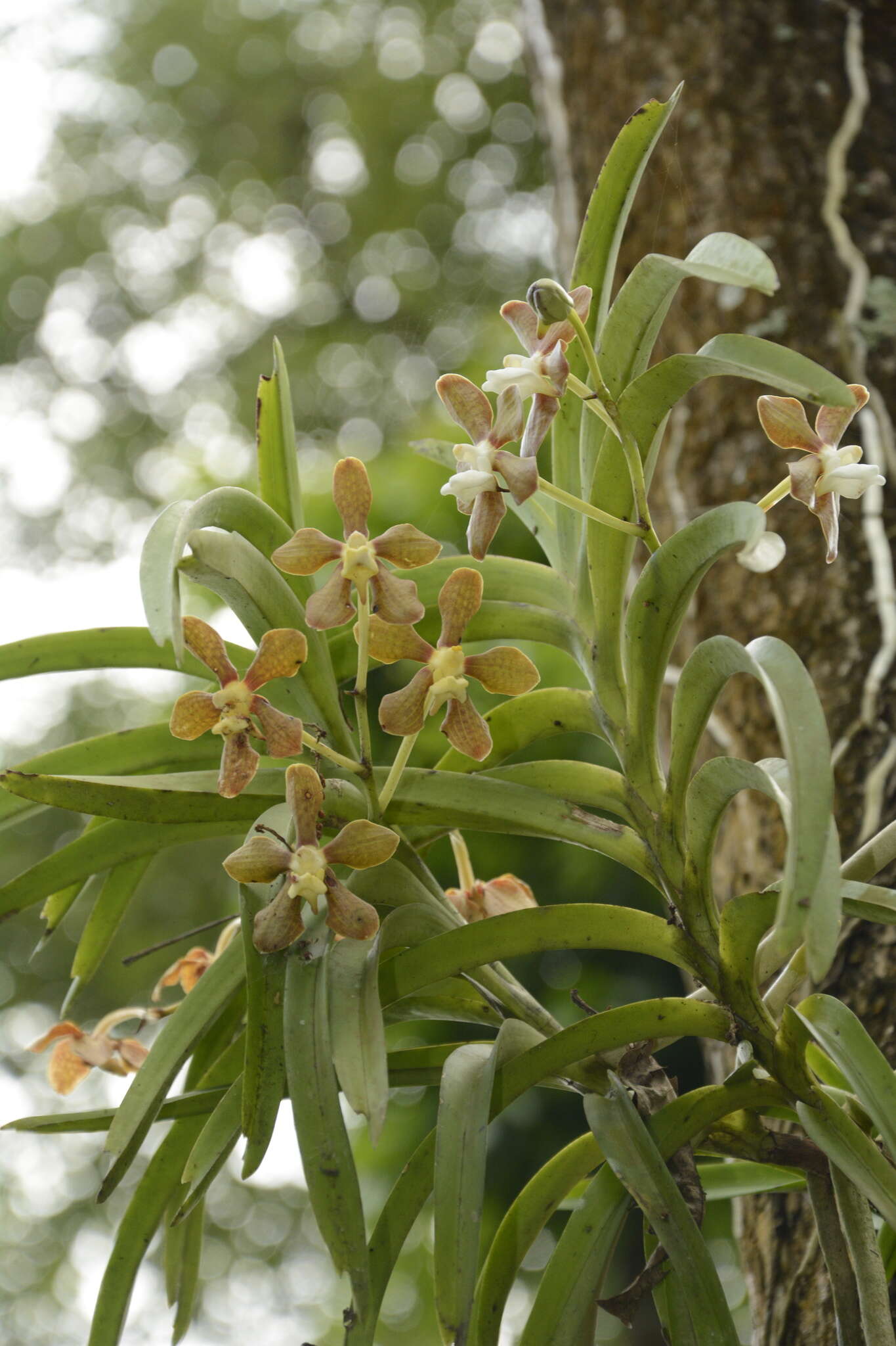 Image of Vanda wightii Rchb. fil.