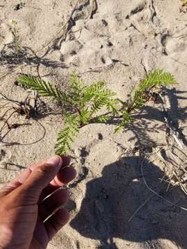 Image of Lake Huron tansy