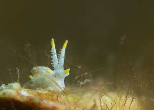 Image of Okenia picoensis Paz-Sedano, Ortigosa & Pola 2017