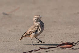 صورة Geositta cunicularia fissirostris (Kittlitz 1835)